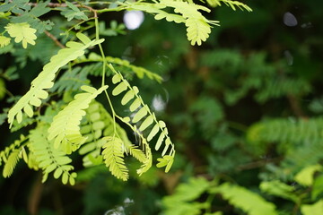 Tamarind (Also called Tamarindus indica, asam) leaves on the tree