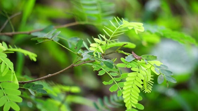 Tamarind (Also called Tamarindus indica, asam) leaves on the tree