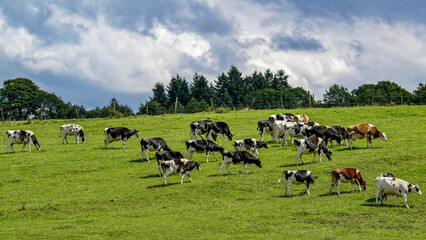 Vaches de race Holstein dans une pâture