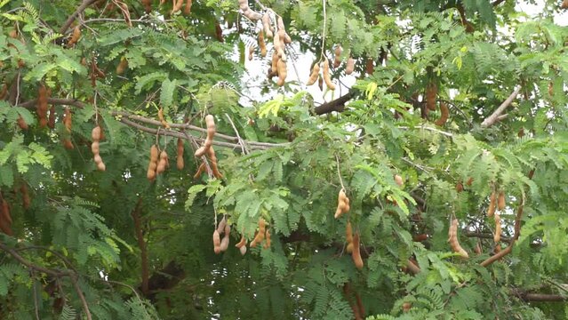 Tamarind (Also called Tamarindus indica, asam) fruit on the tree