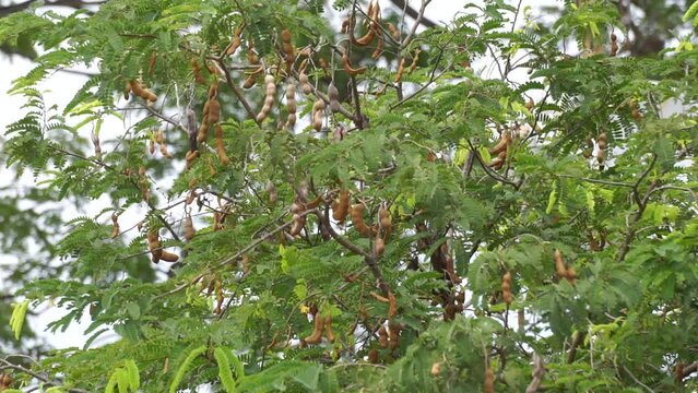 Tamarind (Also called Tamarindus indica, asam) fruit on the tree