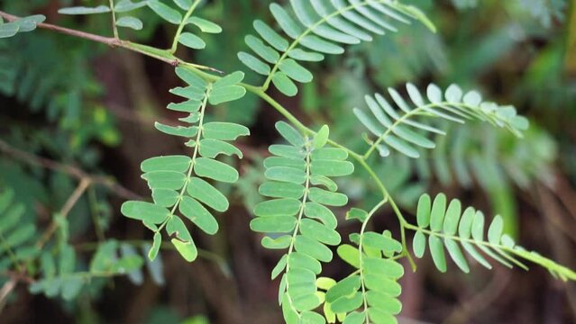 Tamarind (Also called Tamarindus indica, asam) leaves on the tree
