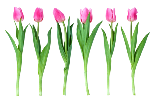 six tulips
