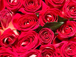 Red Roses Bouquet Pattern Background, Template Greetings Card Banner For Festive Valentine Day Wishes and Women Day