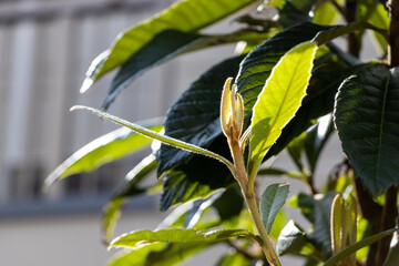 春の陽光を浴びるビワの木の新芽