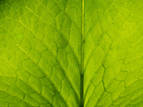 Pattern of Lotus Leaf