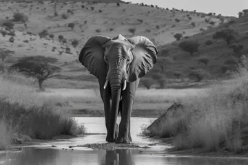 Foto op Aluminium Pilanesberg National Park, Kalahari and lowveld, thirsty Big 5 animal black and white shot, bull elephant walking to the dam. Generative AI © AkuAku
