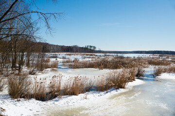 Spring. Beautiful swamp