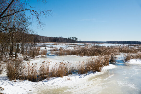 Spring. Beautiful swamp