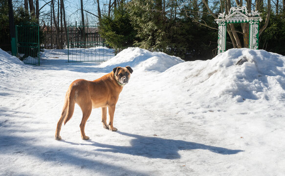dog and snow