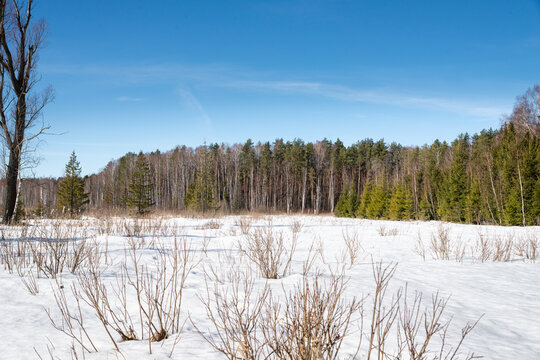swamp, spring