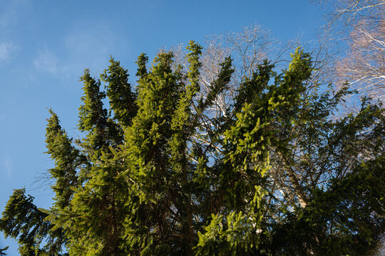 fir tree
