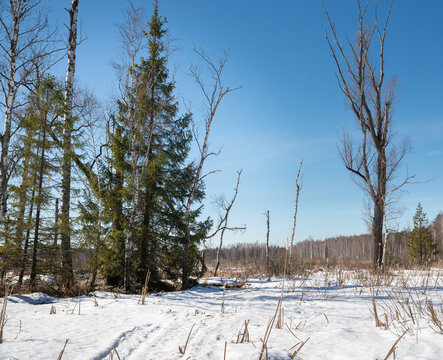 swamp in spring