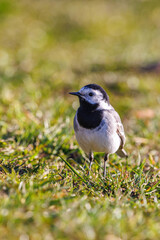 Close up at a White wagtail sitting in the grass