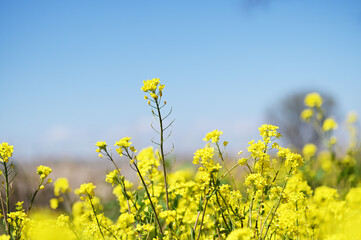 春の花　菜の花