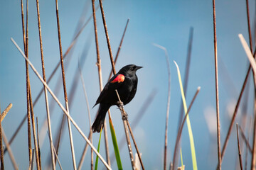 A black bird with red shoulders
