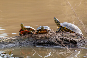 A trio of Turtles on a log