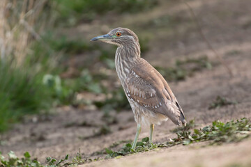 A juvenile night heron in a park setting