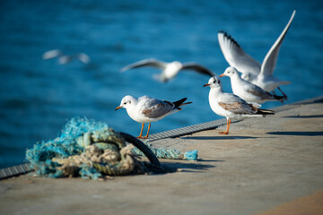 Mouettes sur le quai d'un port de pêche