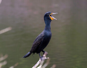 A Cormorant sitting on a branch lakeside