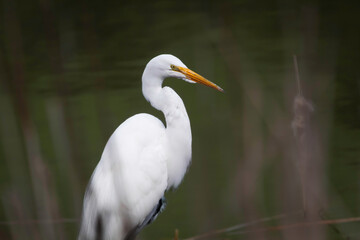 a great egret in the shoreline of a pond