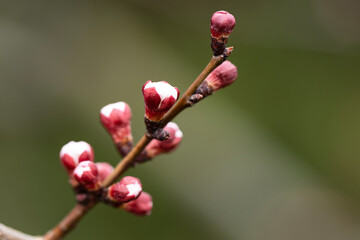 Apricot buds are a marvel of nature's ingenuity, a symbol of the arrival of spring and new beginnings. Delicate and exquisite, they appear as tiny jewels on the branches.