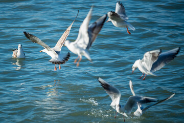 Mouettes sur le quai d'un port de pêche