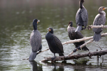 A gang of Cormorants sitting on branches