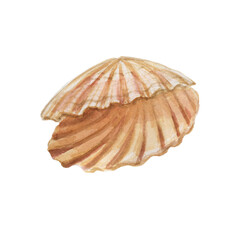 seashells shells marine nature aquatic underwater world wild nature Hand drawn watercolor illustration. Set isolated on white background sketch realistic style