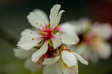 Cherry and apple flowers on the branches, close-up