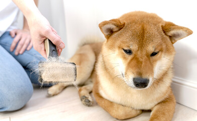 Cropped image of woman combing hair of Shiba Inu dog with comb brush. Idea of relationship between human and animal. Idea of pet care. Beautiful furry dog looking away. White background in studio