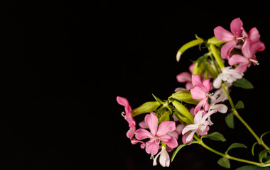 Obraz premium pink and white flowers with black background