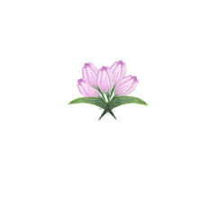 Fototapeta premium Watercolor of composition of tulips. Bouquets of delicate pink tulips and green leaves for the design of invitations, greeting cards, wallpapers.