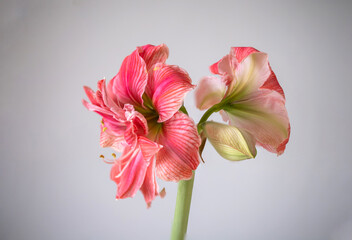 Pink hippeastrum flower. Many petals on a flower. Lush flowering