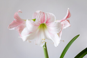 Obraz na płótnie Canvas A large pink flower of hippeastrum. Delicate petals. A charming flower