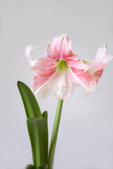 A large pink flower of hippeastrum. Delicate petals. A charming flower
