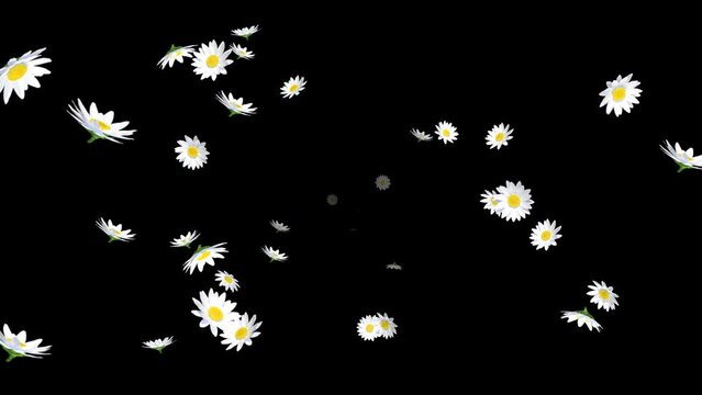 Alpha channel file - Blowing depth animation, margaret flower particles