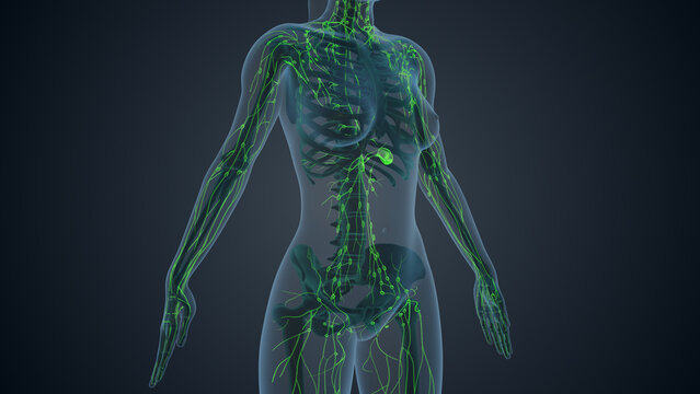 Lymphatic system of female body medical background