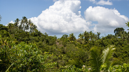 tropical jungle on a sunny day, thickets, forest background