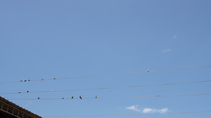 pigeons on electric wires, in a chaotic order, blue sky