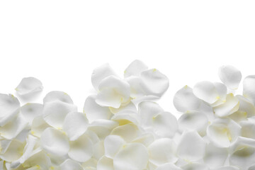 Beautiful rose flower petals on white background, top view