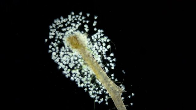 Infusoria (Ciliophora) Vorticella under microscope, class Oligohymenophorea. Video shows the colony attached to algae. They also attach to stones, crustaceans