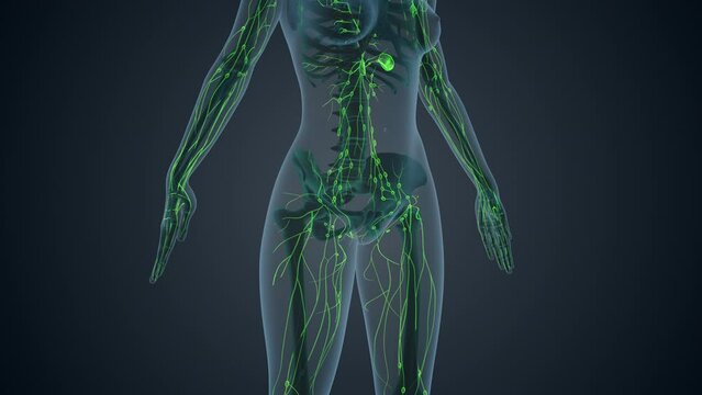 Lymphatic system of female body medical background