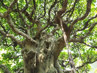 Unique tree branches and branches, with fog and clouds in the background
