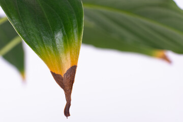 Houseplants diseases. Indoor plants diseases disorders identification and treatment, houseplants sun burn. Damaged leaves 