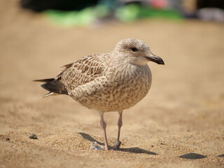 seagull in the sand