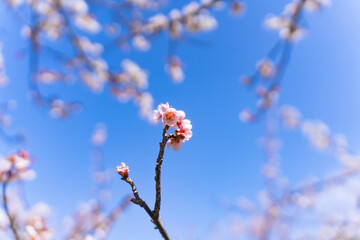 apricot flower