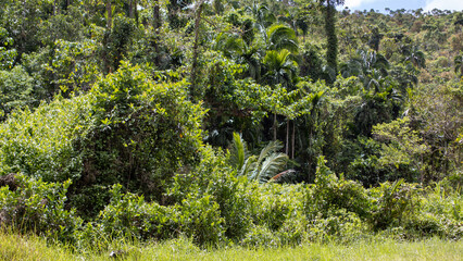 tropical jungle on a sunny day, thickets, forest background