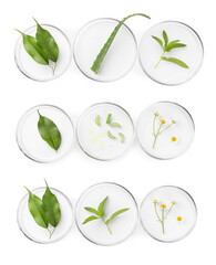 Petri dishes with different plants on white background, top view