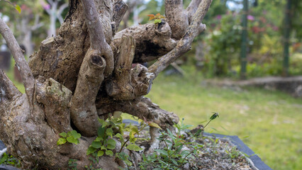 Fototapeta na wymiar beautiful intertwining tree trunk, bonsai, perennial plant